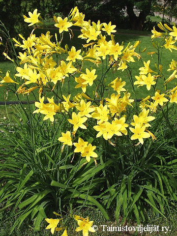 keltapäivänlilja - gul daglilja - Hemerocallis lilio-asphodelus
